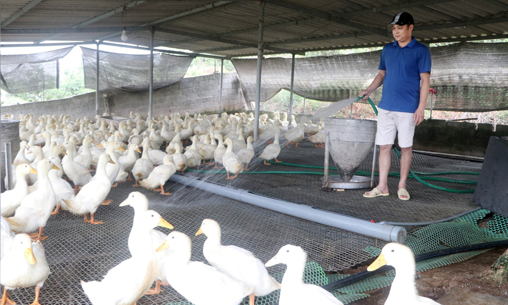 

Gia đình anh Từ Bính Thìn, thôn Trại Mật, xã Tân Quang nuôi 2,5 nghìn con vịt thương phẩm để có thêm nguồn thu. Ảnh: Nguyễn Đoàn.